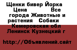 Щенки бивер Йорка  › Цена ­ 30 000 - Все города Животные и растения » Собаки   . Кемеровская обл.,Ленинск-Кузнецкий г.